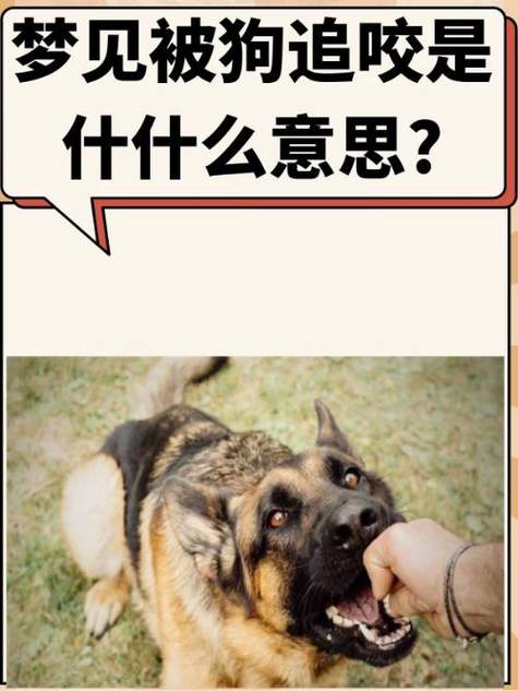 梦见被狗咬是什么意思 十二生肖运势预警