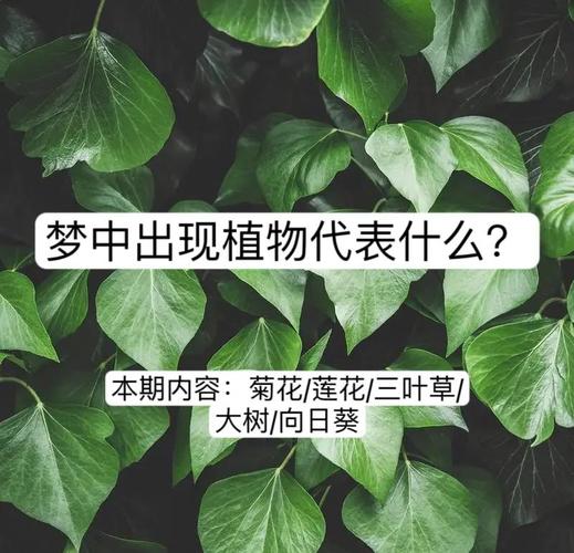 女人梦见绿植蔫了，小心感情和健康出问题
