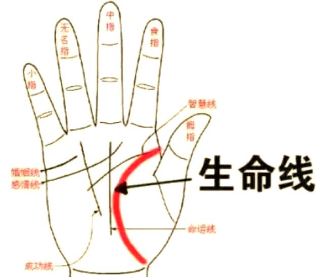 生命线短寿命分析_手相长短_手相长短看命运