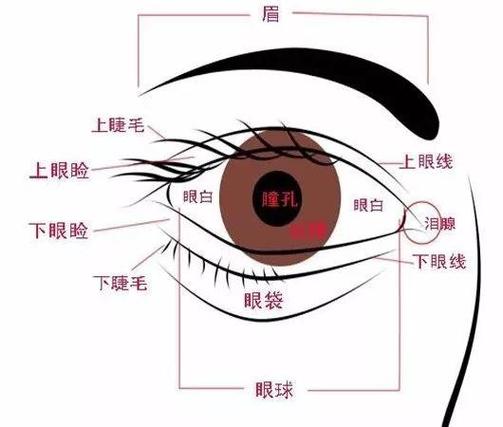 面相学三庭五岳分析框架_面相学正规学习途径_面相学培训
