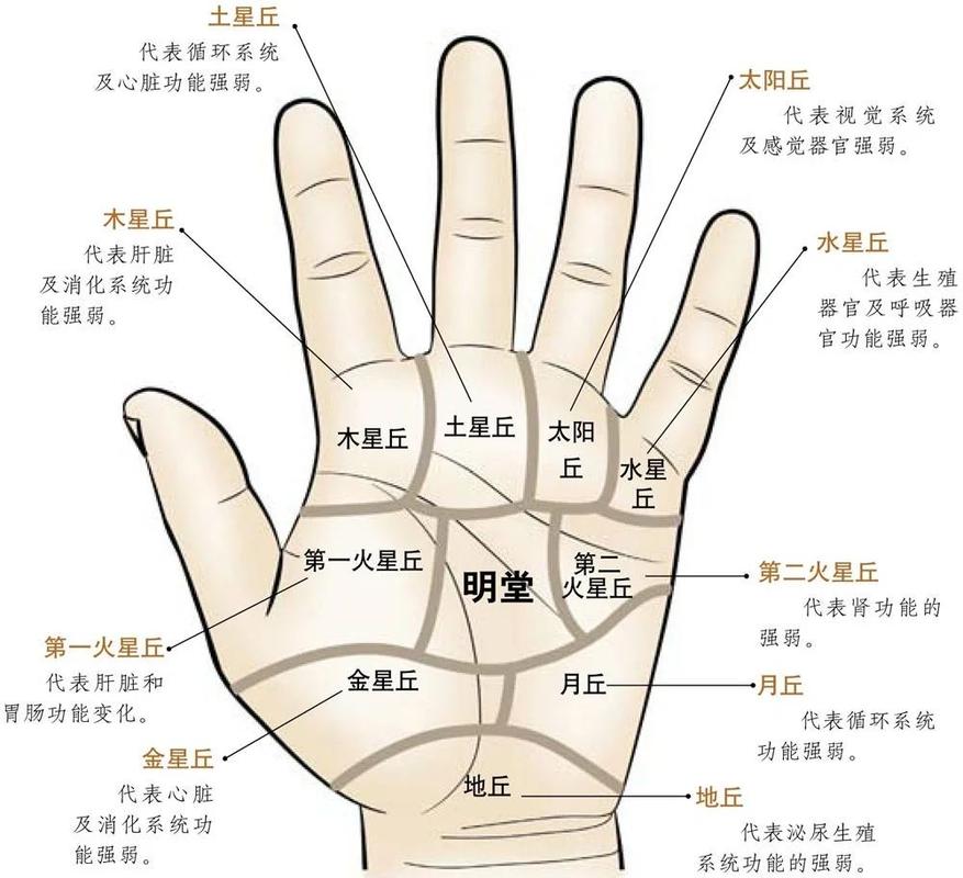男人左手相解读_男左手相_左手掌纹分析