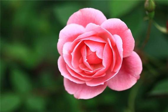 梦见漂亮的花_梦见漂亮的花_周公解梦花预示