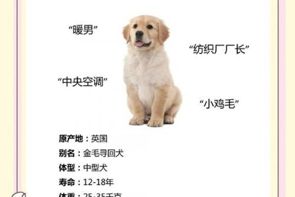 金狗命运势如何