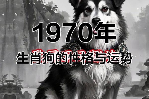 金狗命运势如何