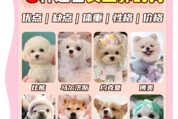 属狗女性送亲最佳选择