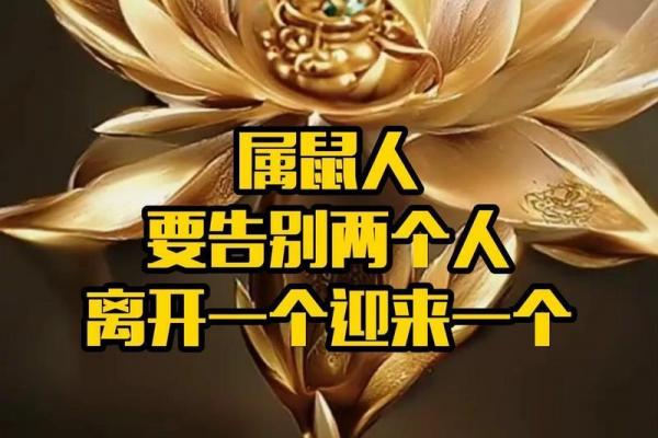 属鼠者2026年难逃一劫，将遇何灾