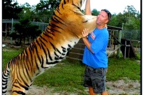 属虎者能压制何类人