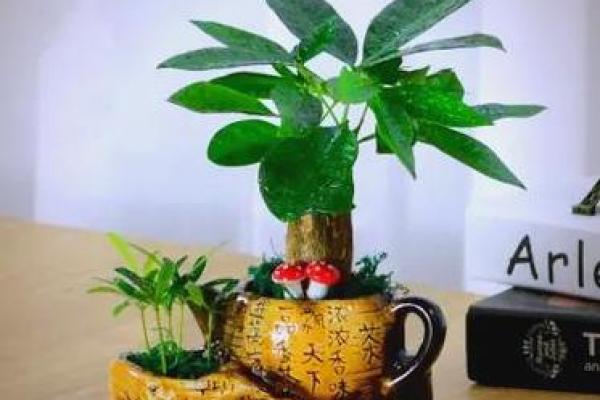 属虎者卧室旺财植物推荐