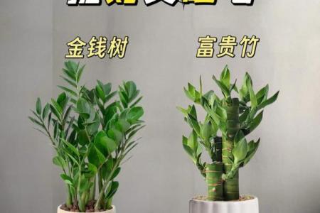 属虎者卧室旺财植物推荐