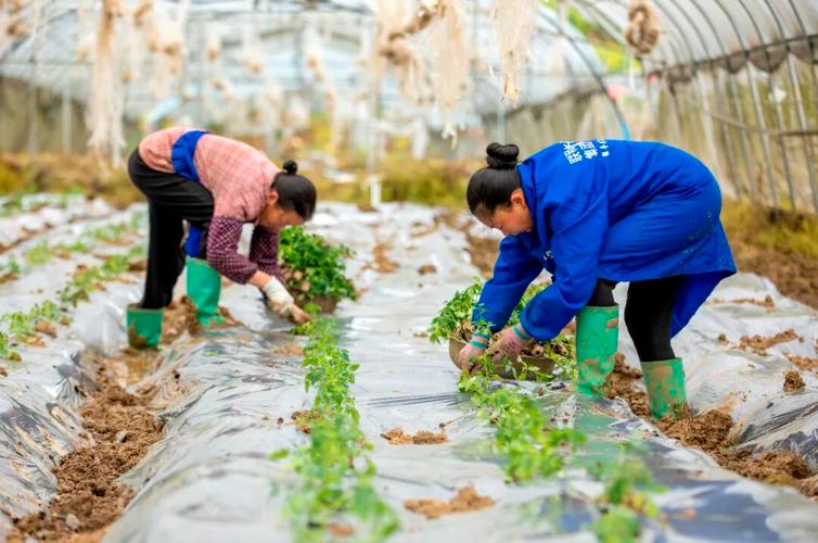 梦到往地里面移栽幼苗_梦到往地里移栽幼苗 木克土为财 梦移栽对财运有何预示