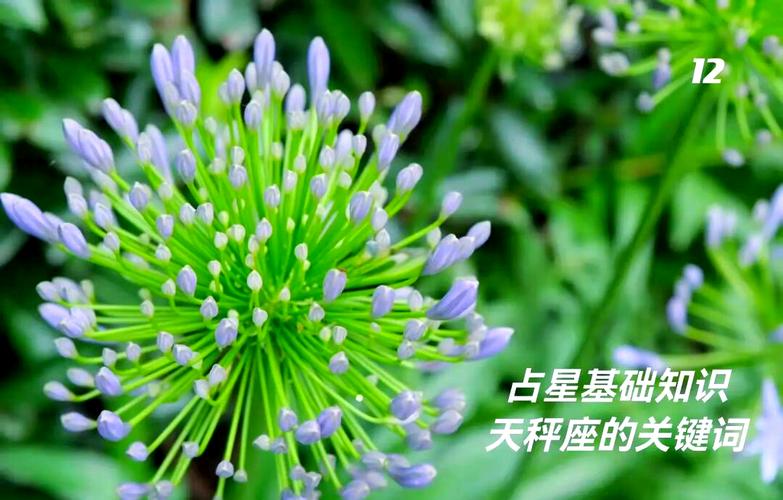 天秤座守护星是金星 揭秘平衡之美的源头