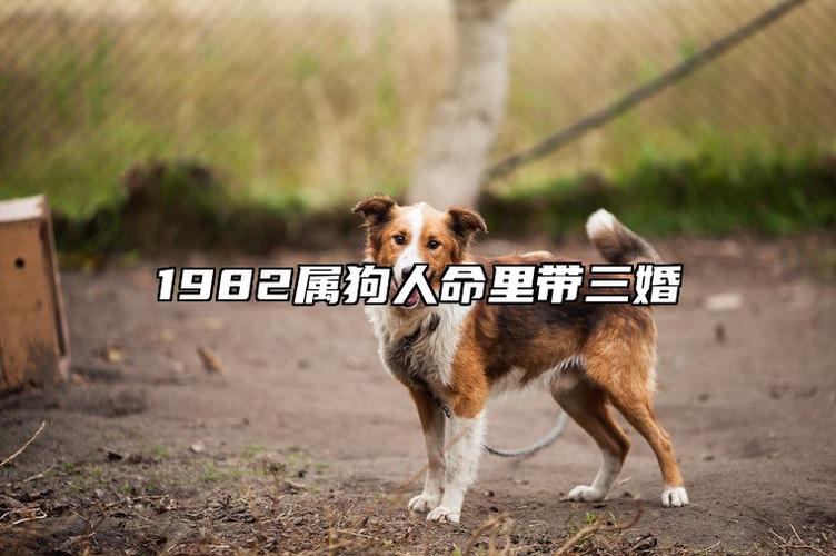 82属狗女性晚年幸福分析_82狗女最终婚姻结局_1982狗女婚姻归宿解析