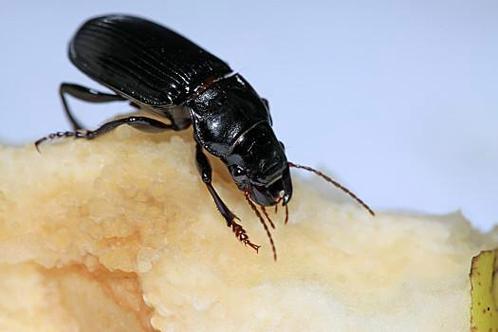 女人梦见虫子钻进肉里_梦见虫子钻肉_虫子钻肉预示内心焦虑