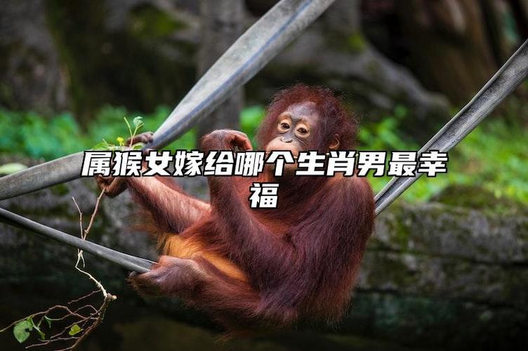 04猴女姻缘归宿：属猴女性如何找到幸福婚姻