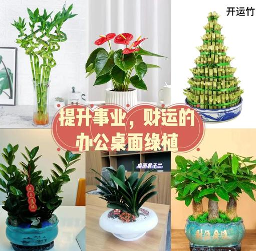 属猪进门见绿植挂画摆件_旺财旺运风水布局_属猪进门见什么最旺