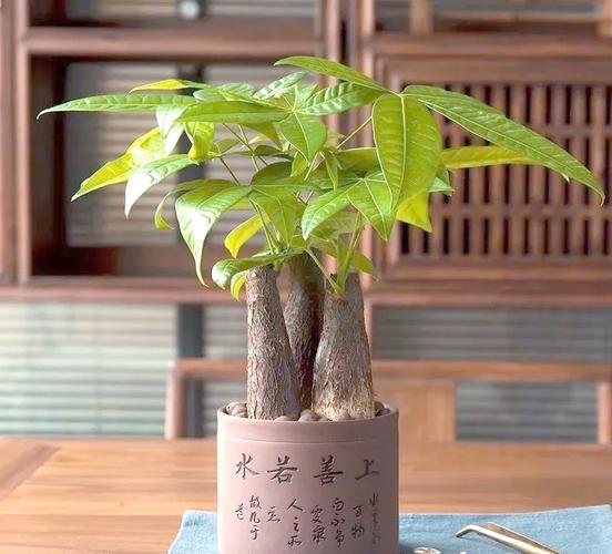旺财旺运风水布局_属猪进门见什么最旺_属猪进门见绿植挂画摆件