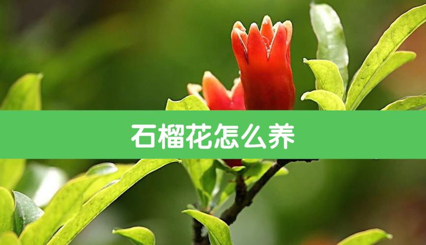 梦见吃石榴是什么兆头_梦见吃石榴 吉祥寓意 解梦分析