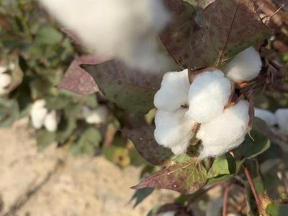 解梦：梦见棉花预示着啥？这些寓意你得知道