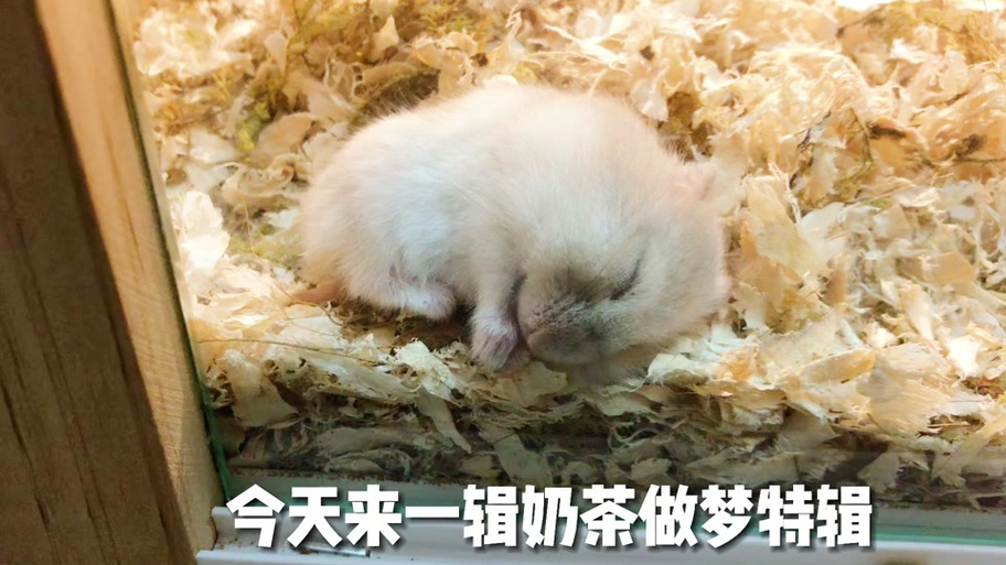 做梦梦到仓鼠是好是坏？看看周公怎么说