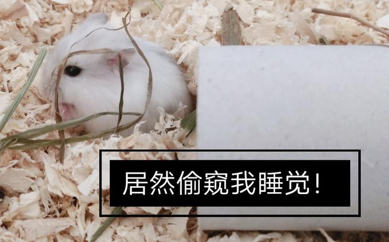 梦到仓鼠_梦到仓鼠财运预示 解梦_梦到仓鼠五行属水 解梦