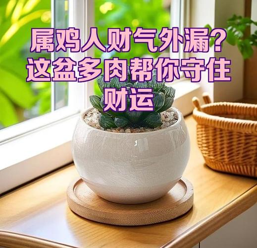 属鸡女性2026年事业财运分析_2026年属鸡女性运势_2026年属鸡女人运气