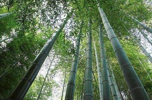 梦见竹林是什么意思 周公解梦吉凶详解
