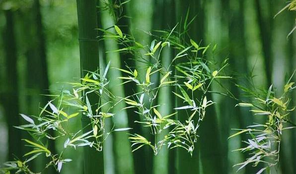 梦见竹子_梦见竹子周易五行风水_梦见竹子周公解梦