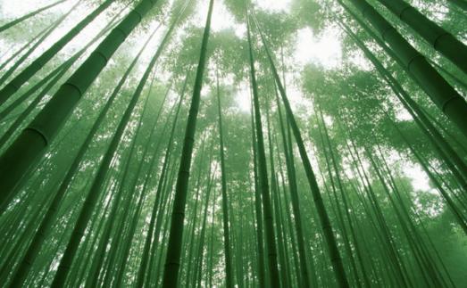 梦见竹子周易五行风水_梦见竹子周公解梦_梦见竹子