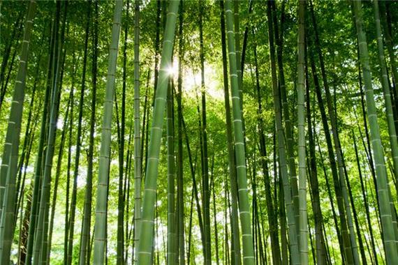 梦见竹子周易五行风水_梦见竹子_梦见竹子周公解梦