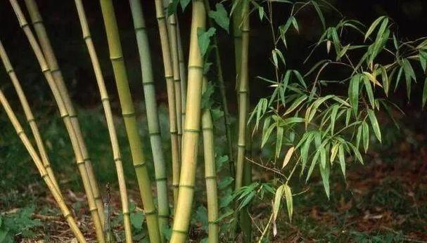 梦见竹子_梦见竹子周易五行风水_梦见竹子周公解梦