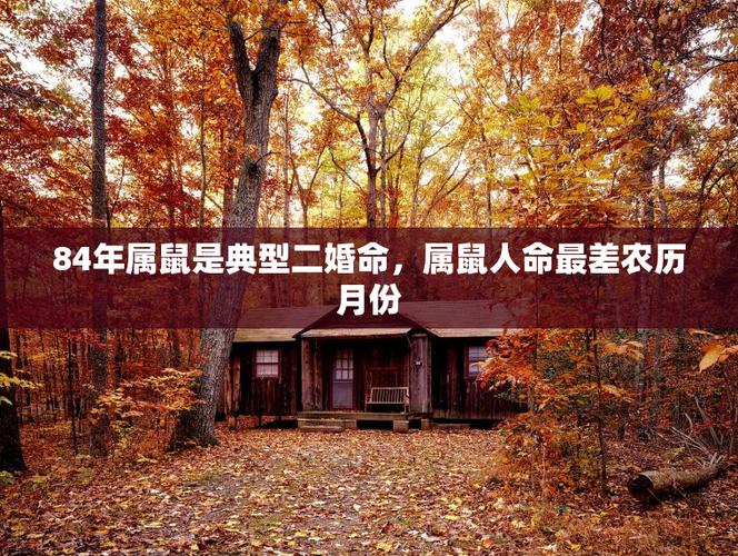 属鼠人二婚几率大吗，二婚最可能发生在哪一年？