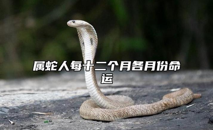 谁会保护属蛇人 揭秘对应守护你的相关助力指引