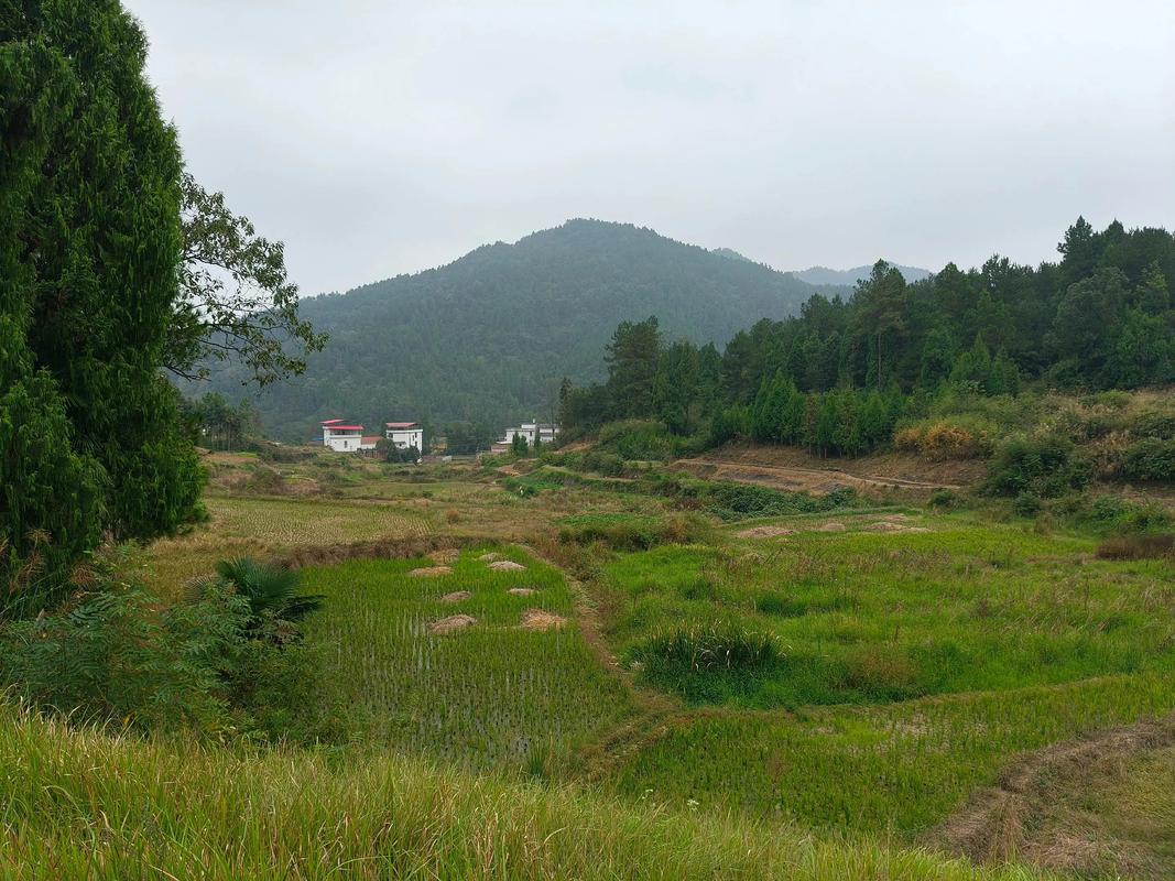 梦见绿山预示事业贵人相助_女人梦见绿绿的大山_女人梦见绿山预示财运亨通