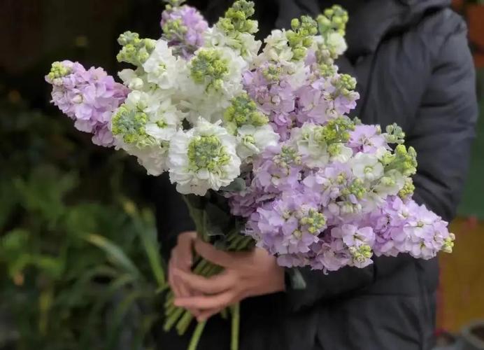 风铃草蓝铃花蜀葵樱草特性_金牛座生辰花寓意象征_金牛座生辰花