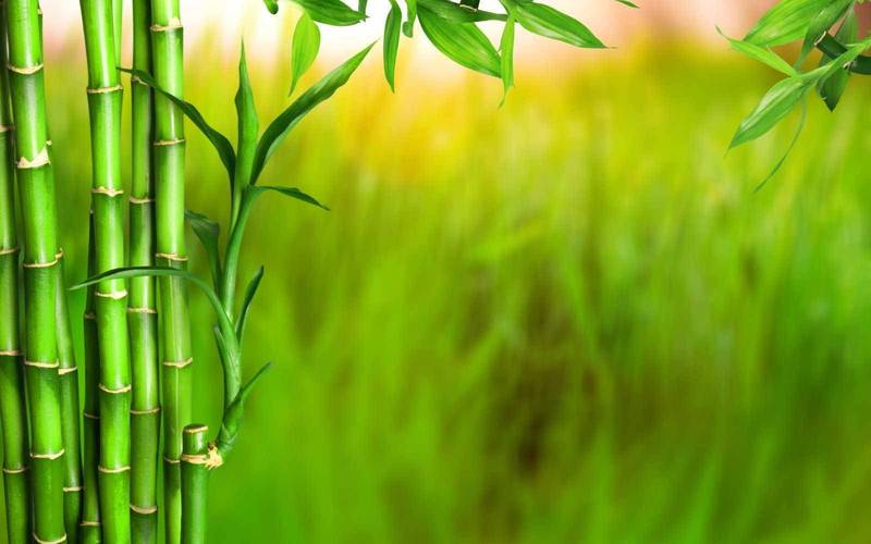 木鼠命事业财运分析_木鼠命性格特点_木鼠命到底好不好