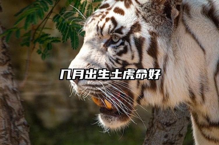 土虎命纳音格局分析_土虎命八字层次划分_土虎命是几等命