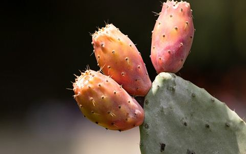 梦到仙人现身_仙人现身梦境解析_梦到仙人出现