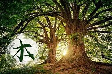 木猴命五行补救方法_木猴命五行缺什么_木猴命五行缺什么