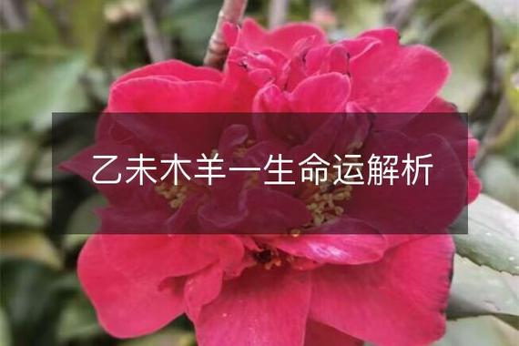 木羊命和什么命最配_木羊命与属兔的婚配分析_木羊命配对最佳属相