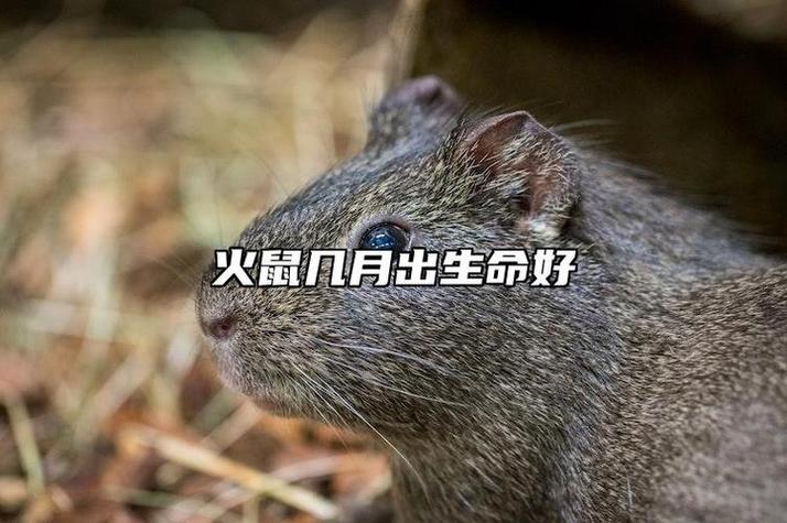 火鼠命性格特点_火鼠命事业财运分析_火鼠命运怎么样