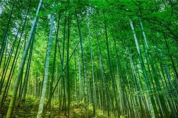 砍青竹子梦境解析_梦见砍青竹子_梦见砍青竹子