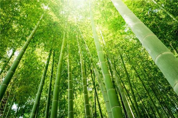 砍青竹子梦境解析_梦见砍青竹子_梦见砍青竹子