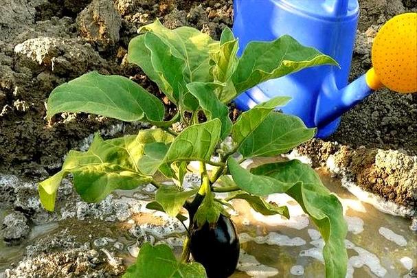 梦见大紫茄子挂满秧，预示财运和丰收
