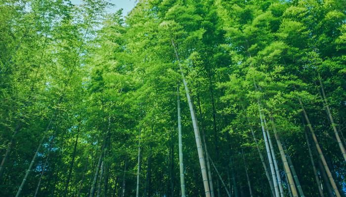 梦见竹林预示什么？梦境解析看这里