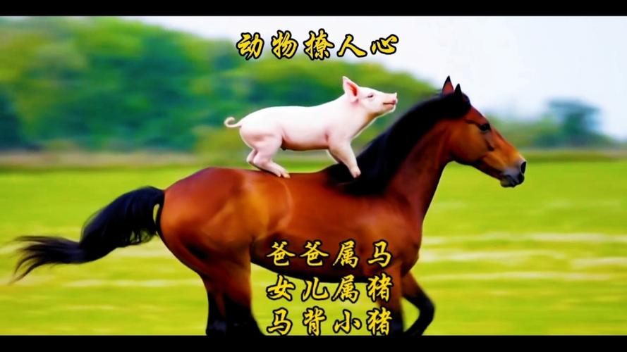 属猪人旺不旺属马人_如何化解生肖冲突增进和谐_属猪人旺不旺属马人