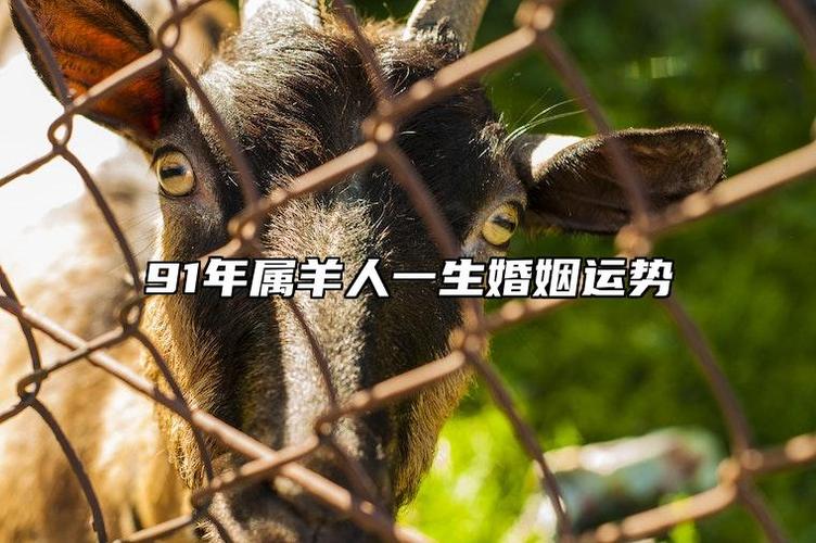 1991年金羊事业财运_1991年属羊性格特点_91年出生的羊是什么命，婚姻怎样