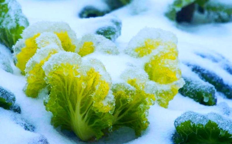 梦见白菜财运如何？解析梦境与财富的隐秘联系
