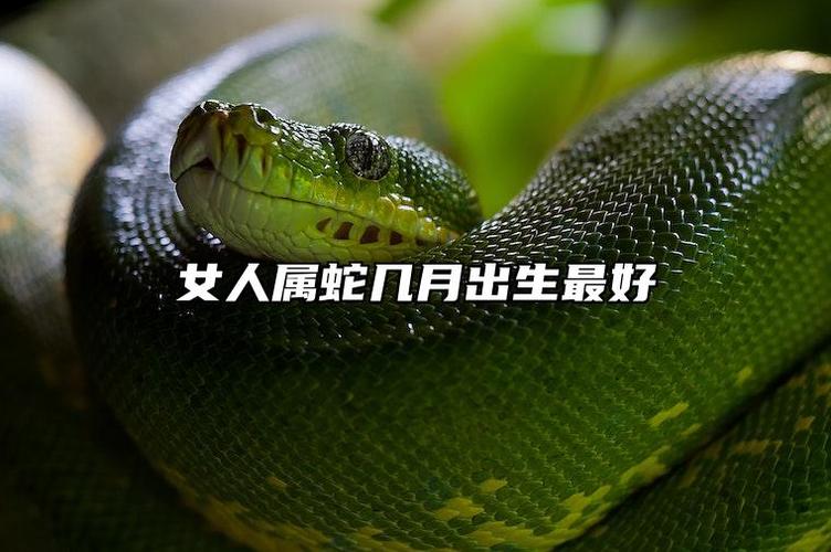 腊月出生的蛇命格解析与运势指南