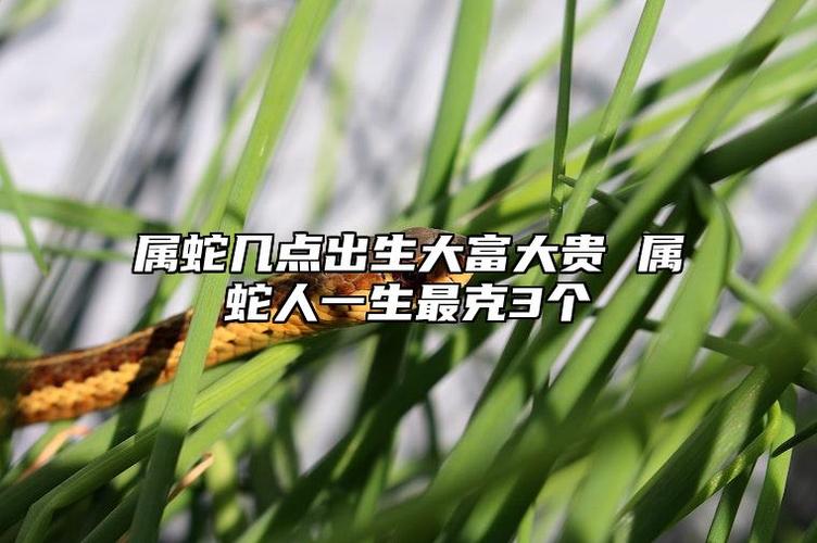 腊月的蛇命运怎么样_腊月蛇命运分析_腊月蛇性格优缺点