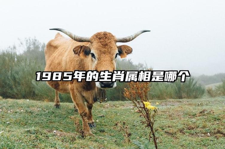 木牛之命五行缺什么_木牛之命五行缺什么_木牛之命如何补救